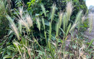Grasaren: hoge pluimen met stekels, tussen het gras. 