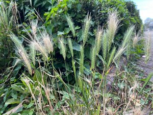 Grasaren: hoge pluimen met stekels, tussen het gras. 