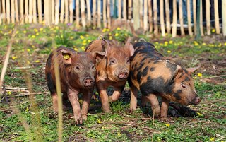 Varkens bestrijden Japanse Duizendknoop