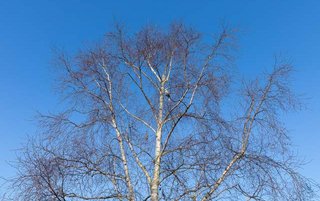 Bomen