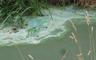 blauwalg: schuimende groene laag op het water