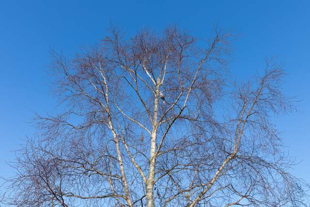 Bomen