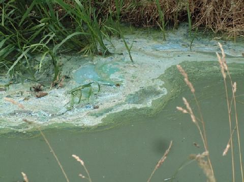 blauwalg: schuimende groene laag op het water